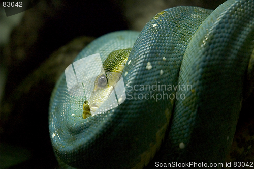 Image of Snake