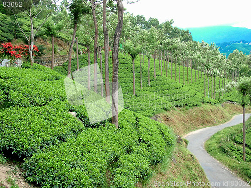 Image of tea gardens