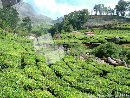 Image of tea gardens