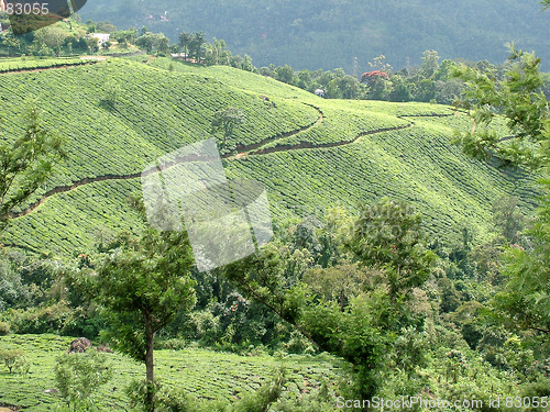 Image of tea gardens