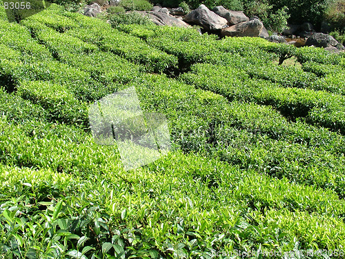 Image of tea gardens