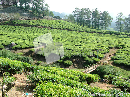 Image of tea gardens