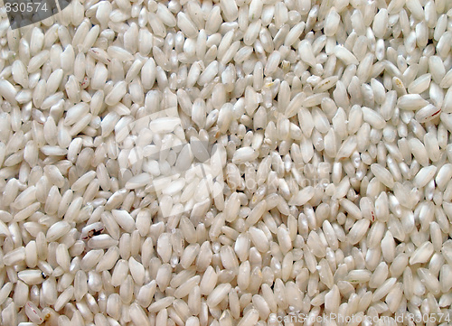 Image of Rice