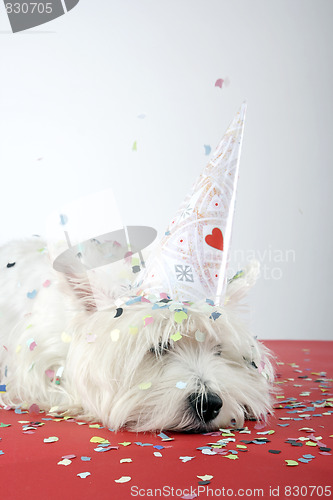Image of Dog party