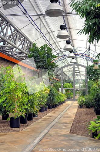 Image of Flowers in modern greenhouse