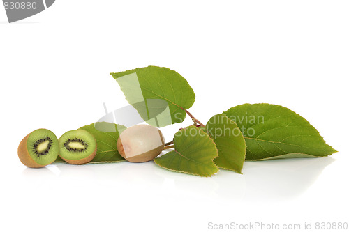 Image of Kiwi Fruit