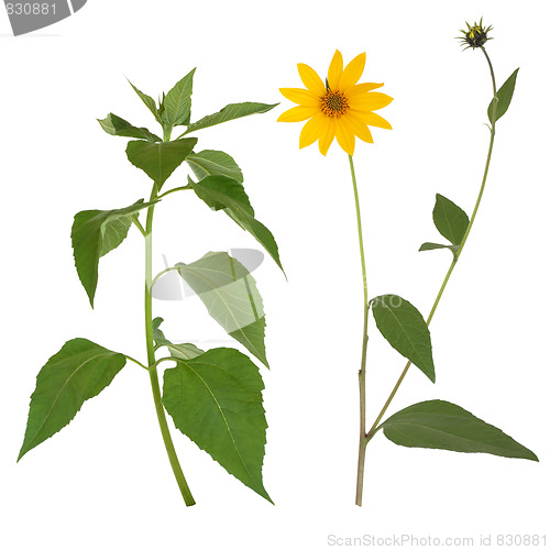 Image of Jerusalem Artichoke Flower and Leaves