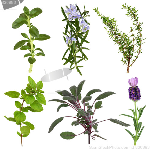 Image of Herb Leaf Collection