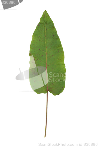 Image of Dock Leaf