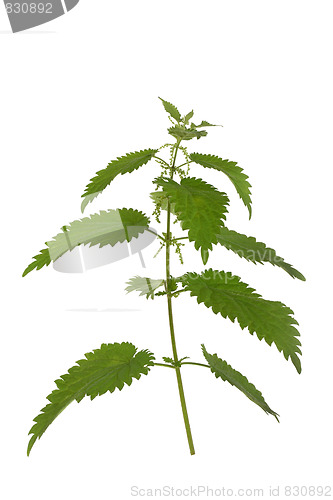 Image of Nettle