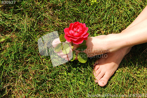 Image of Woman feet with rose.