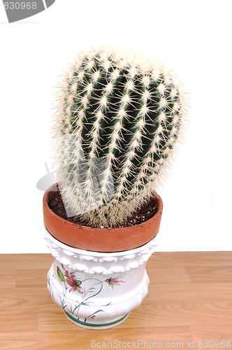 Image of A big cactus in an pot.