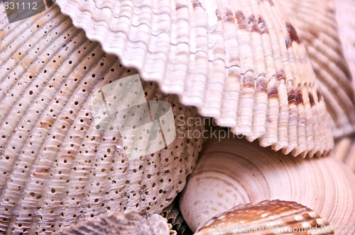 Image of clam shells