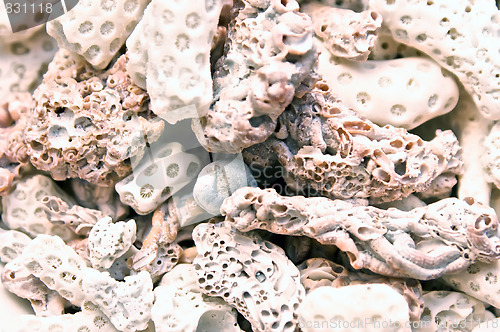 Image of fossilized coral