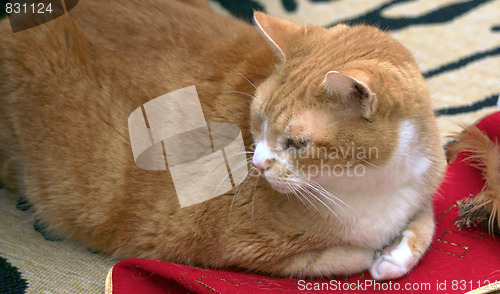 Image of orange cat with christmas stocking