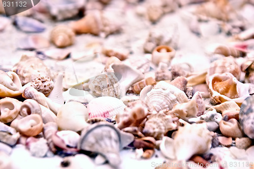 Image of shell assortment