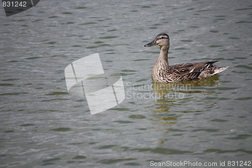 Image of wild duck