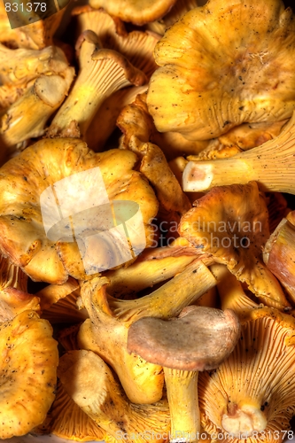 Image of Cantharellus