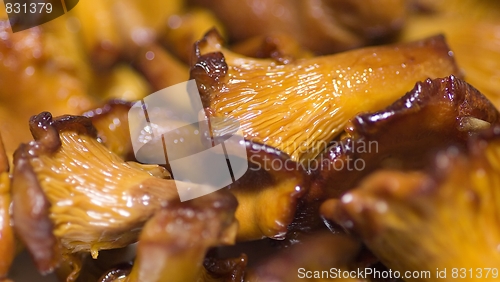 Image of Cantharellus