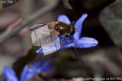 Image of blue dinner