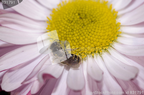 Image of daisy and sleepy bee