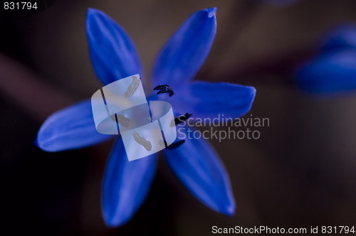 Image of macro blue