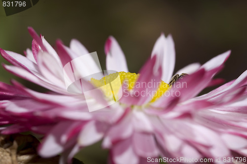 Image of pink daisy and surprise