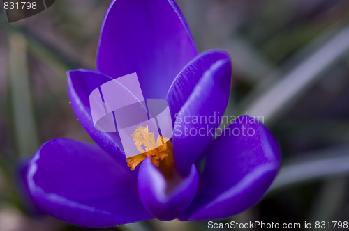 Image of violet and orange