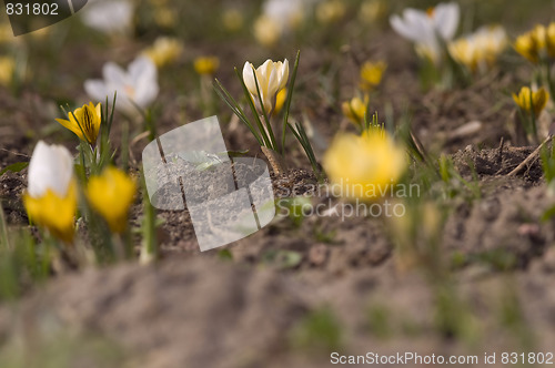 Image of white and yellow field