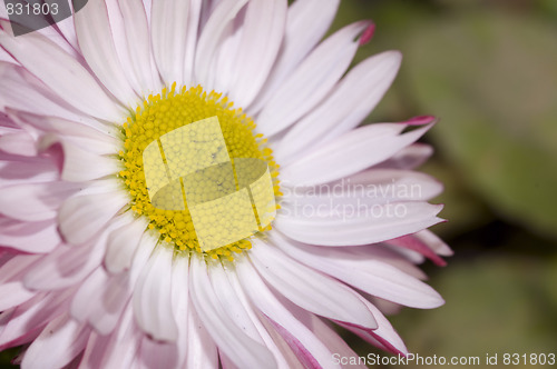 Image of wild daisy2