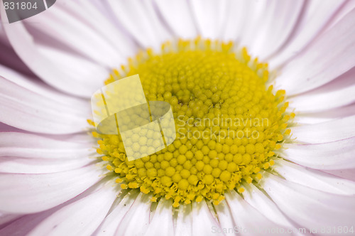 Image of wild daisy macro