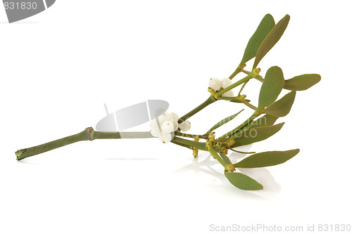 Image of Mistletoe Leaf Sprig with Berries