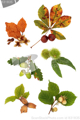 Image of Autumn Nut Collection