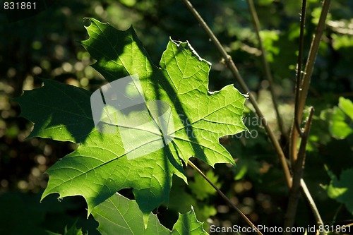 Image of Leaf