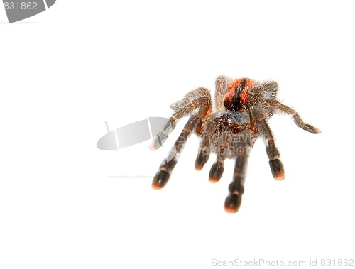 Image of Spider