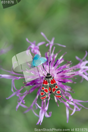 Image of Butterfly