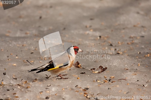 Image of European goldfinch