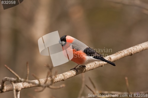 Image of bullfinch