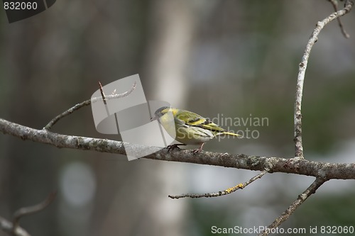 Image of siskin