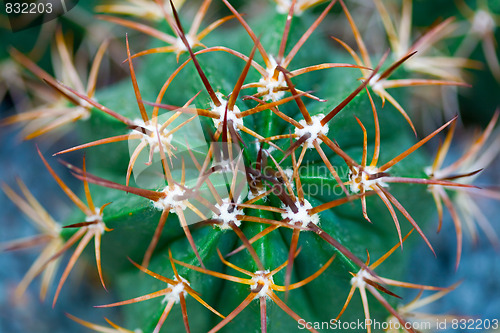 Image of Close-up of cactus