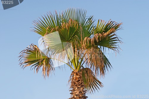 Image of Palm tree
