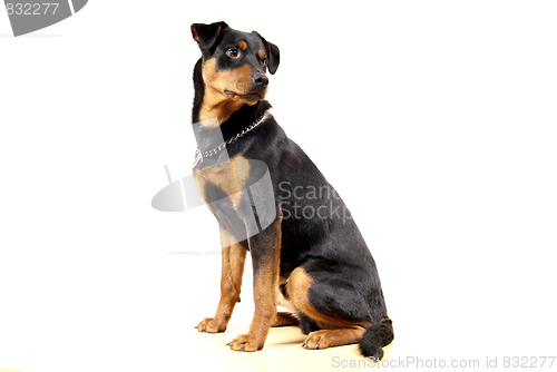 Image of Cute Rottweiler Pincher 