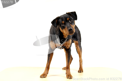 Image of Cute Rottweiler Pincher 