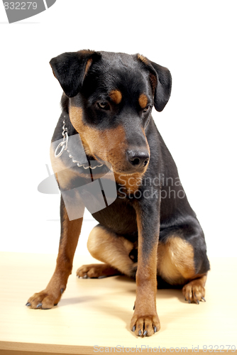 Image of Cute Rottweiler Pincher 