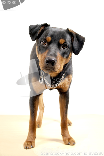 Image of Cute Rottweiler Pincher 