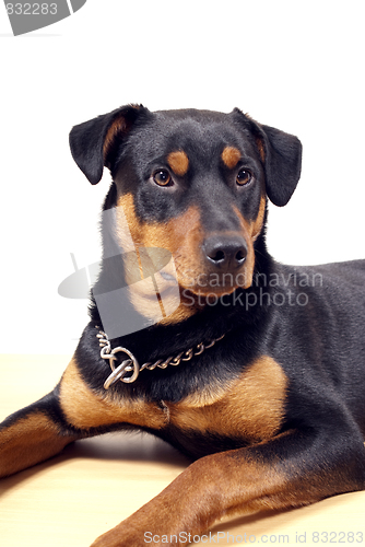 Image of Cute Rottweiler Pincher 