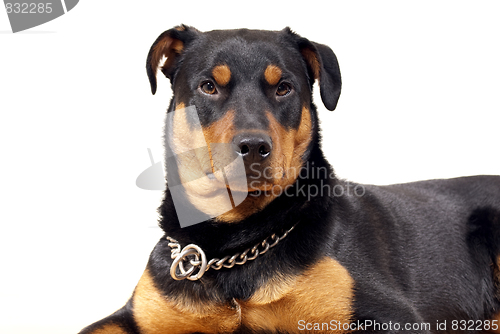 Image of Cute Rottweiler Pincher 