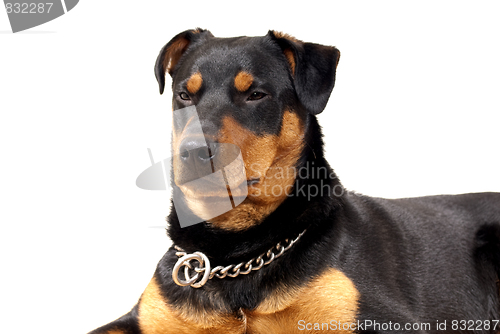 Image of Cute Rottweiler Pincher 