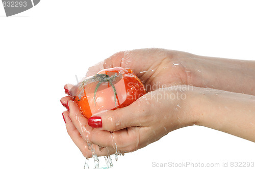 Image of Tomato in palms