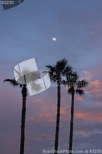 Image of Dusk in the tropics